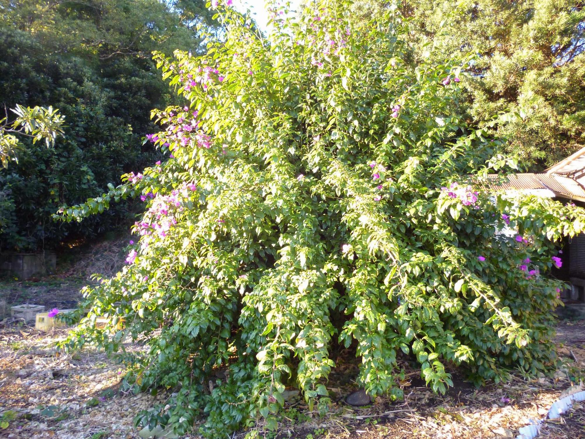 Pension Flora Татеяма Экстерьер фото